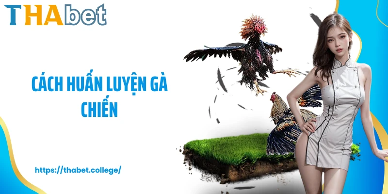 Cách Huấn Luyện Gà Chiến